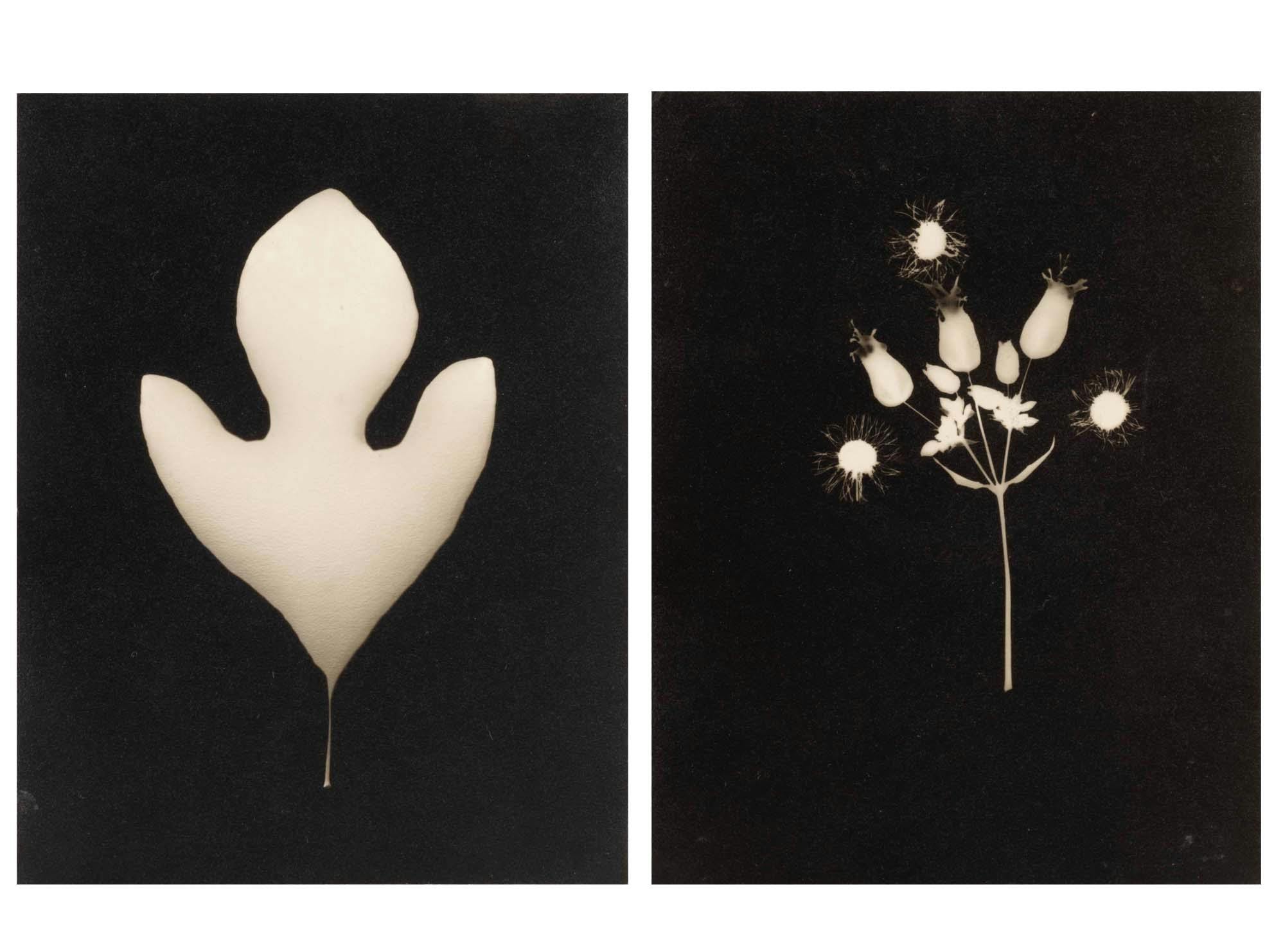 Nature Studies
 1930s
 Photograms
 5 1/2 x 4 1/4 in. (14 x 10.8 cm) each
 – The Richard Pousette-Dart Foundation