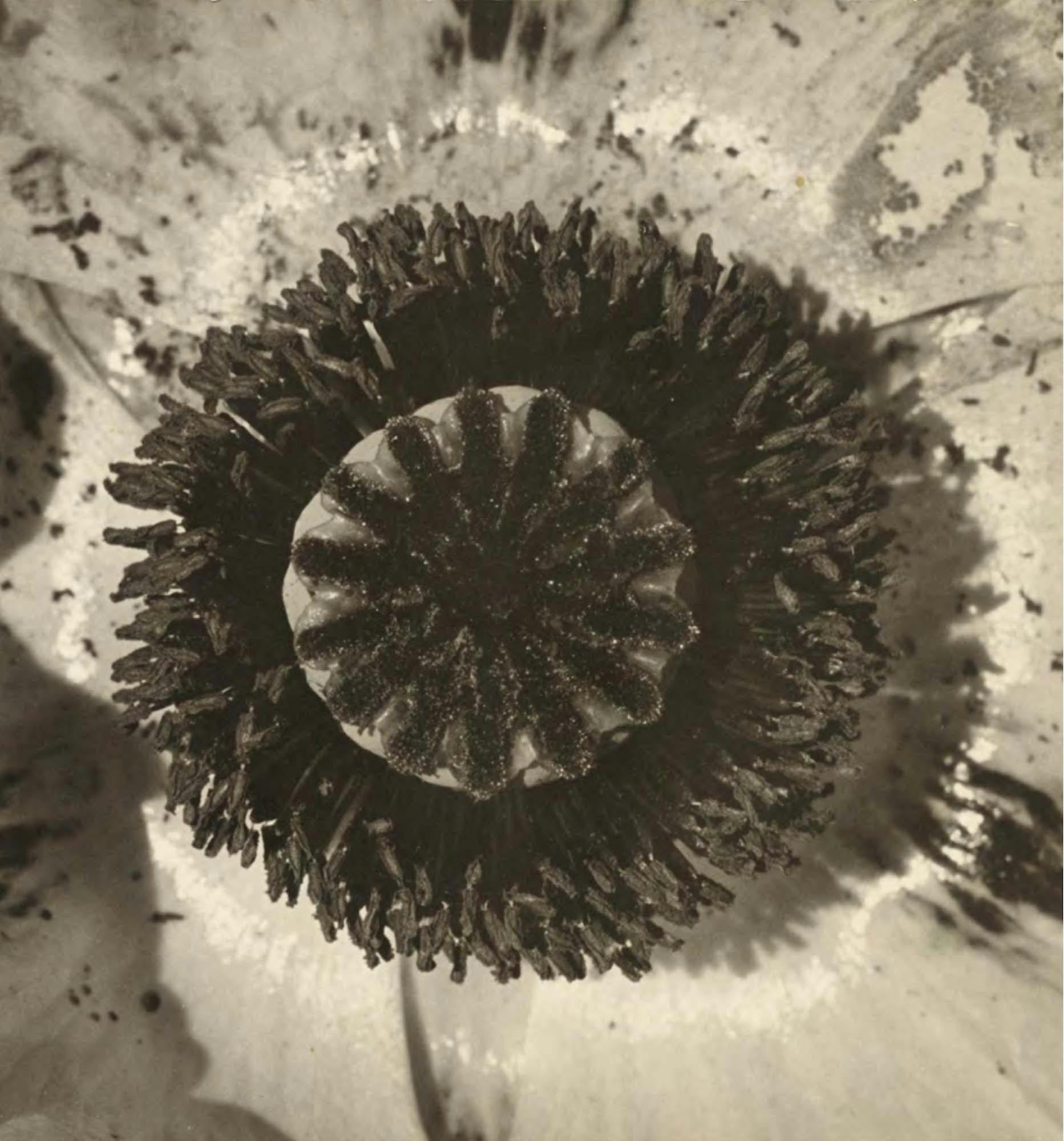 _Flower Close-up_
1950s
Gelatin silver print
10 1/8 x 9 1/2 in. (25.7 x 24.1 cm)
The J. Paul Getty Museum, Los Angeles (98.XM.19.2)
 – The Richard Pousette-Dart Foundation