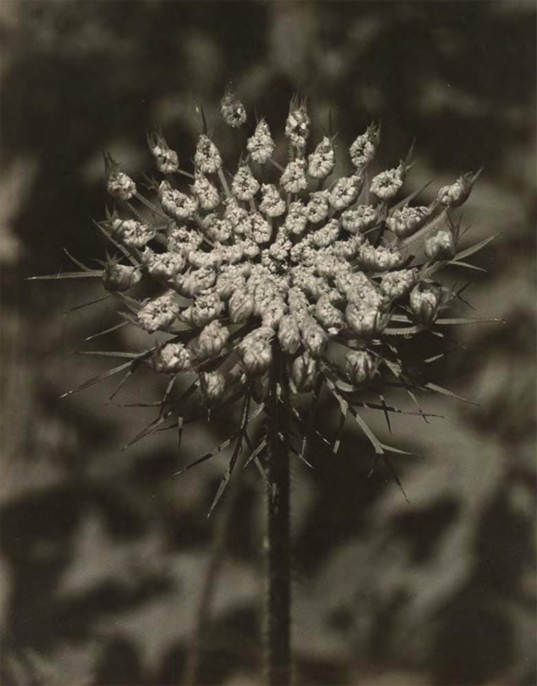 Queen Anne's Lace
c. 1955
Gelatin silver print
13 1/4 x 10 3/8 in. (33.7 x 26.3 cm)
The Metropolitan Museum of Art, New York
 – The Richard Pousette-Dart Foundation